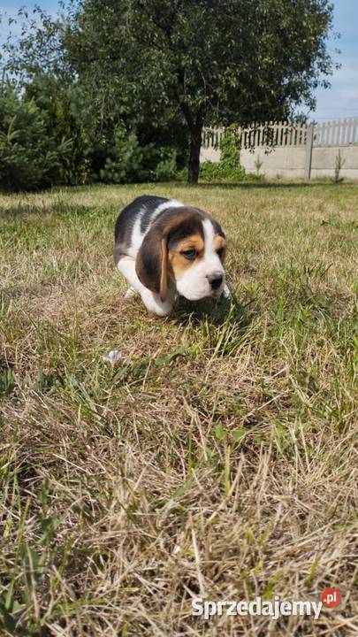 BEAGLE ŚLICZNE SUNIE I PIESKI DO ODBIORU Łódź