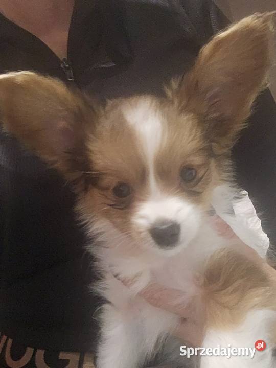 Papillon FCI/ZKWP Spaniel Kontynentalny Miniaturowy