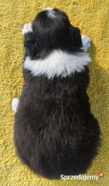 Piękny pies Border Collie rasowy szczeniak z Iwonicz