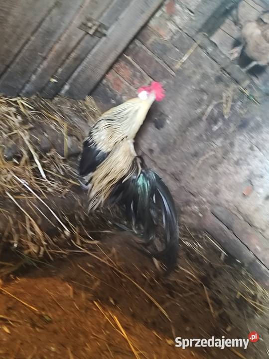 Sprzedam ładnego koguta Biała Niżna