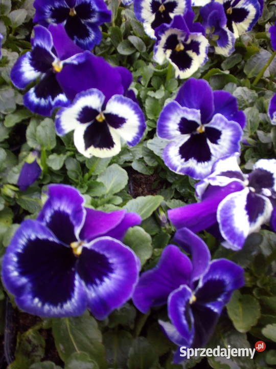 Bratki Hurt Białystok Podlasie Ogród podlaskie