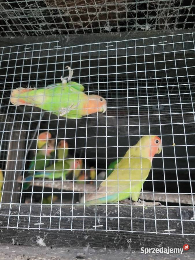 Papugi nierozłączki Wrocław