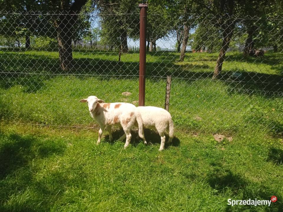 Sprzedam baranka 3 miesiące Nolan Nolana Stary Sącz