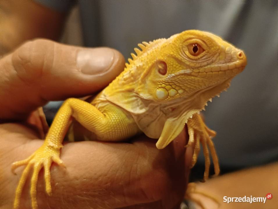 Legwan zielony Iguana Red blue green Albino Red Jawor sprzedam