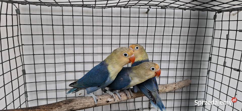 Nierozłączki Zakliczyn