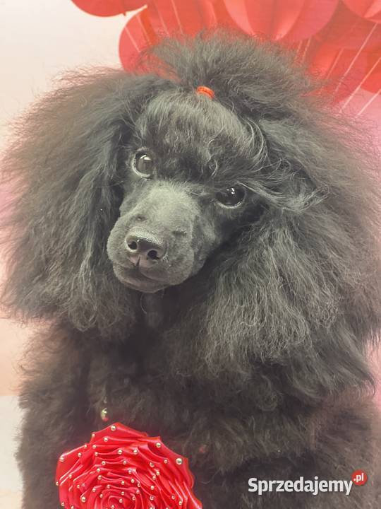 Pudel miniaturowy czarny FCI dziewczynka śląskie sprzedam