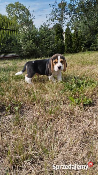 BEAGLE ŚLICZNE SUNIE I PIESKI DO ODBIORU sprzedam