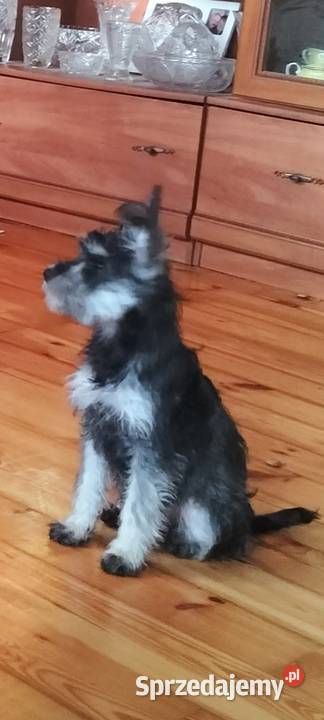 Sznaucer miniaturowy sprzedam