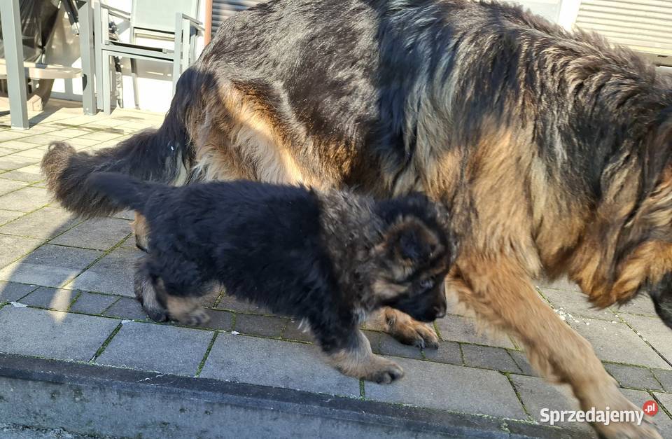 owczarek niemiecki długowłosy Długołęka