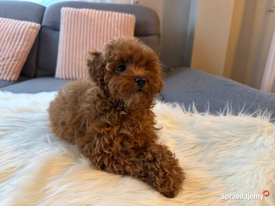 Pudelek Toy Piesek Warszawa