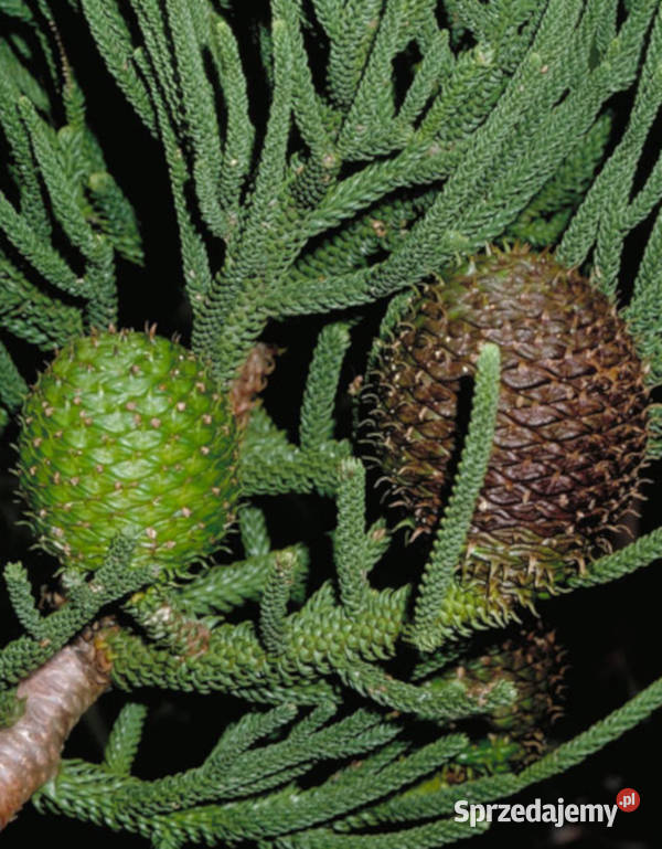 ARAUKARIA CUNNINGAMII Araucaria cunninghamii Ogród Lubanie