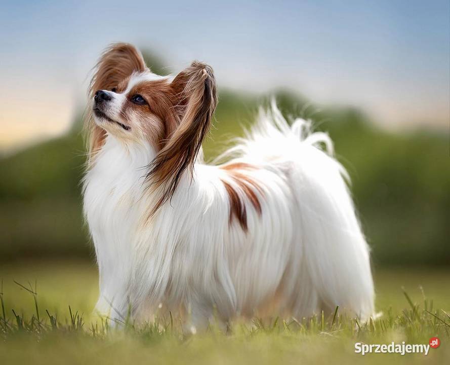 Papillon piesek ZKwP FCI Championach Pozostałe