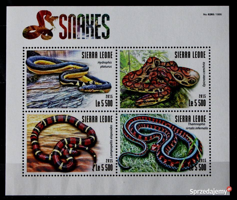 Sierra Leone gady Oborniki