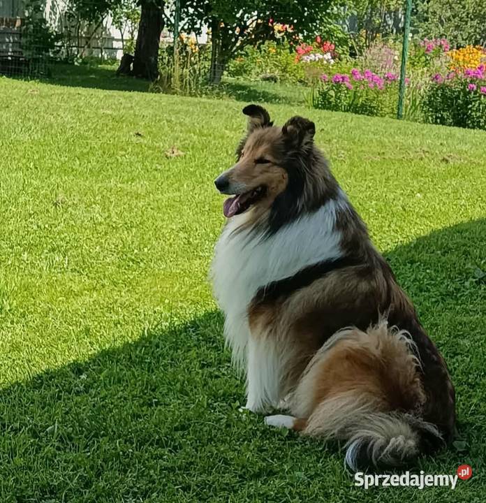 Owczarek szkocki collie piesek