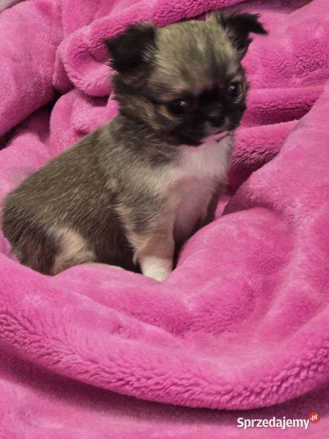 Chihuahua Sobolowy Mini Xxs Bielsko-Biała