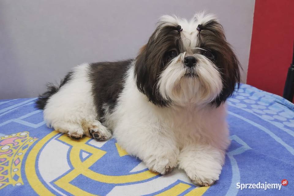 Shih tzu piesek Mokrsko sprzedam