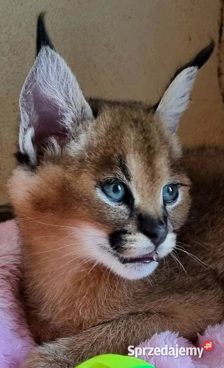 Karakale stepowe Caracal caracal młode piękne i Katowice