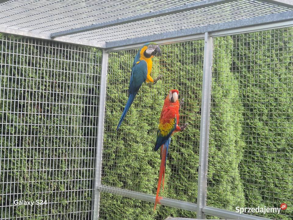 Ara Ararauna Rakoniewice