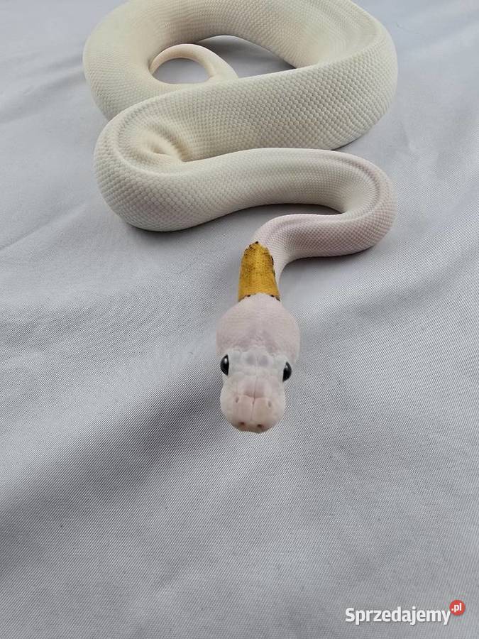 Wąż pyton królewski python regius samica Wrocław