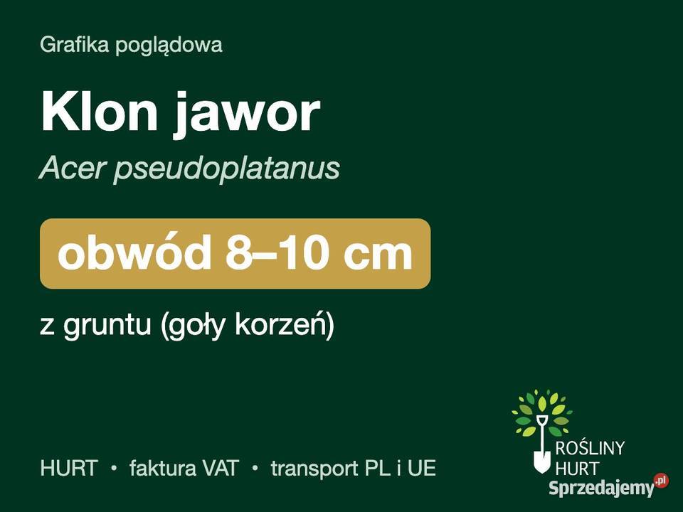 Klon jawor Acer pseudoplatanus obwód 810 z