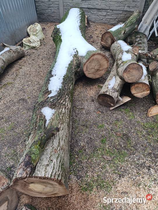 Orzech włoski kłody