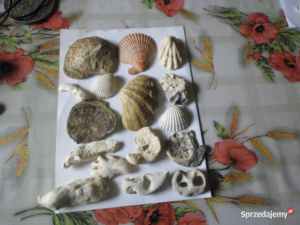 Skamieniałościróżne Zwoleń