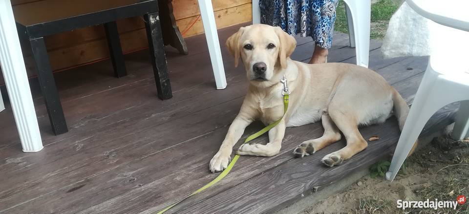 Sprzedam Labladora Zwierzęta sprzedam