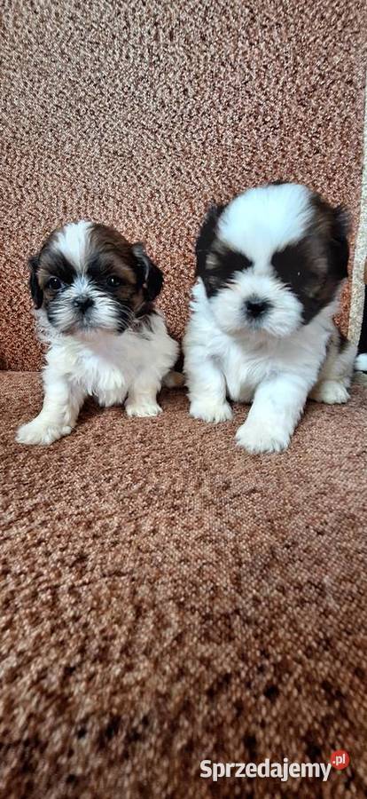Shih Tzu suczki I pieski mazowieckie Przysucha