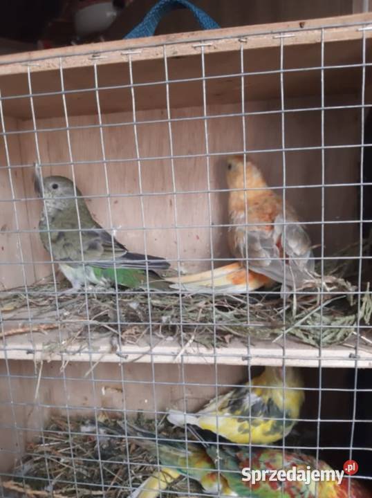 Unikatowe świergotki Orange Kremino Jędrzejów sprzedam