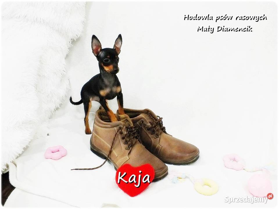 Pinczer miniaturowy Ratlerek Suczka KAJA z Psy