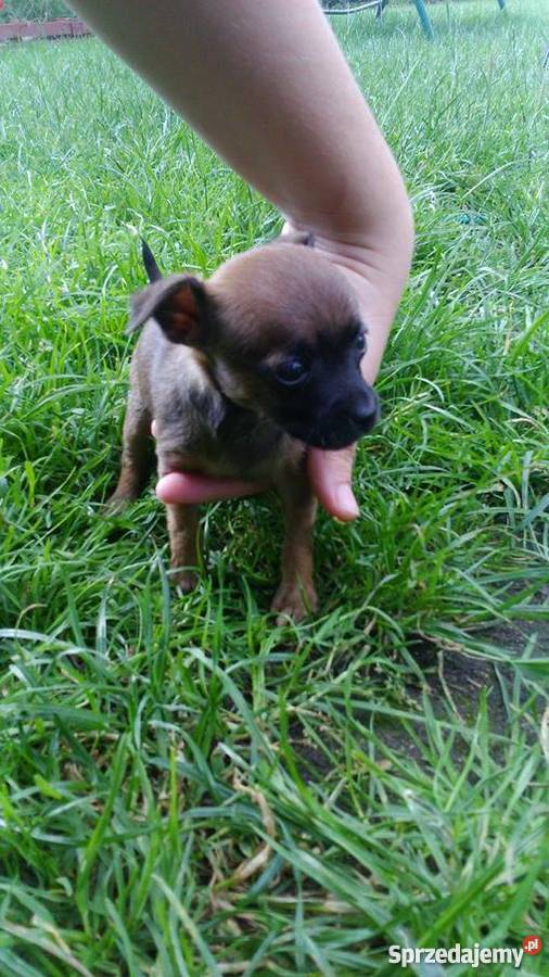 pieski ratlerki sarenka łódzkie Lorenki sprzedam