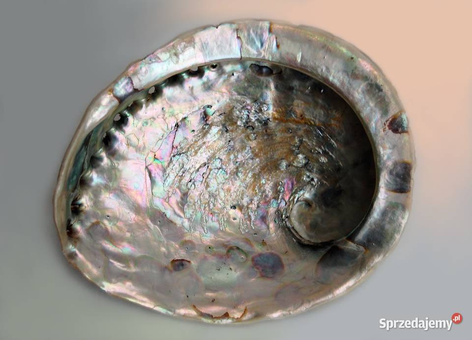 Muszla Abalone Paua Lublin