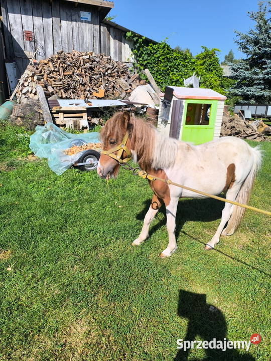Sprzedam ogiera kucyka Konie Lublin sprzedam