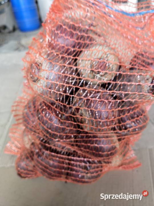 buraczki czerwone Osmolice Drugie sprzedam