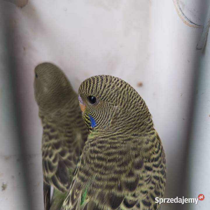 Falista Black face Ptaki Zbylitowska Góra sprzedam