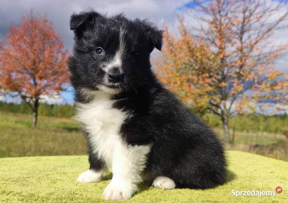 Cudny Pies GROSZEK BORDER COLLIE z pełną dok Iwonicz