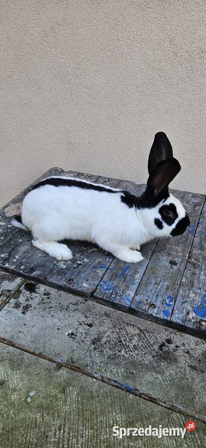 Samiec olbrzym srokacz czarny srokacz niemiecki