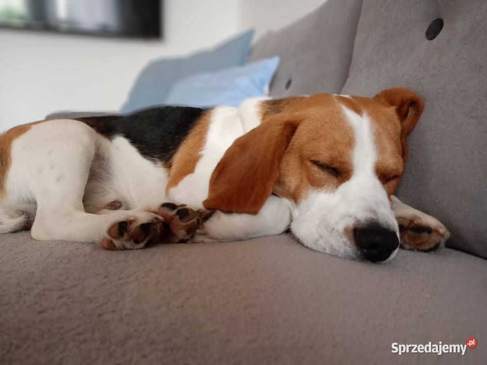 Szczeniaki rasy beagle piesek suczka Beagle Kraków
