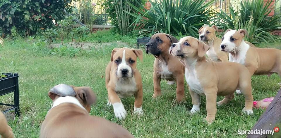 American Staffordshire Terrier szczeniaki Radom