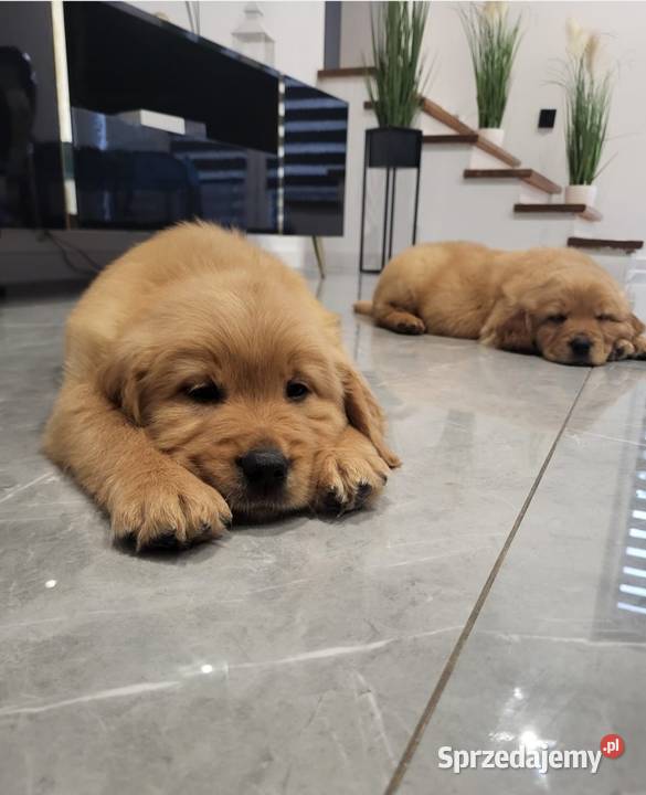 Zapowiedź miotu Golden Retriever ciemno złote