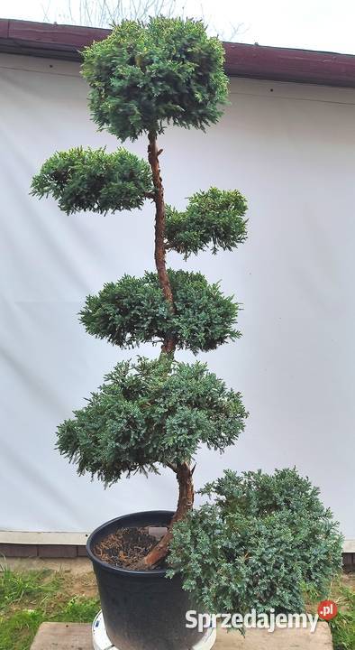 Bonsai Niwaki jałowiec łuskowy Holger