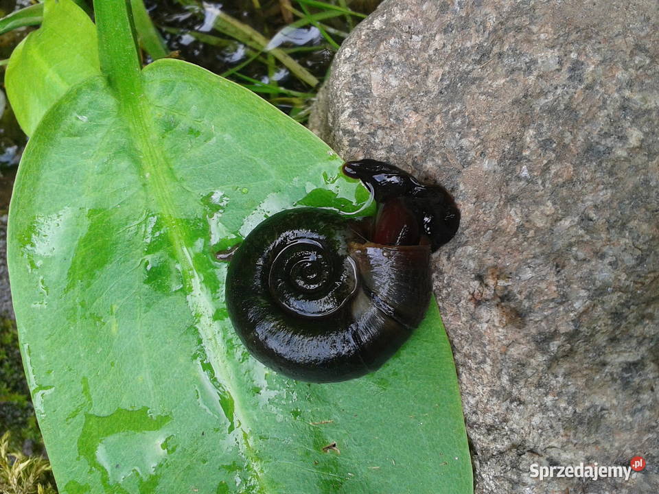 Zatoczek rogowyczyściciel oczka wodnego Ełk