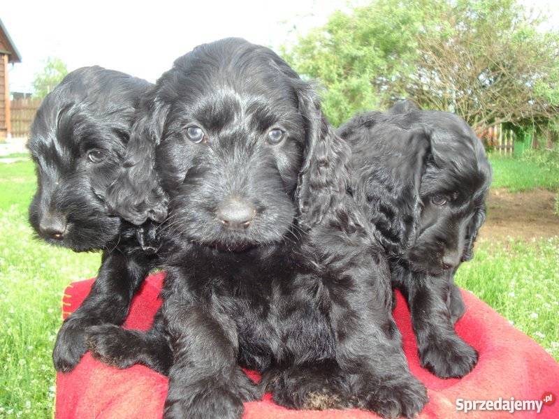 Coocapoo hybryda szczenieta z wlosem Cocker Spaniel Augustów