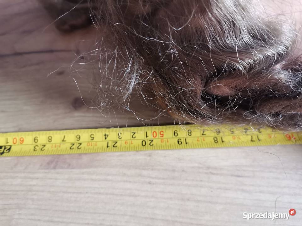 Stara przedwojenna lalka celuoidowa K W śląskie Katowice