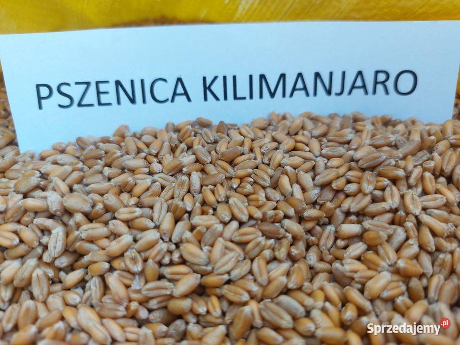Pszenica ozima Pietras i Kilimanjaro czyszczona