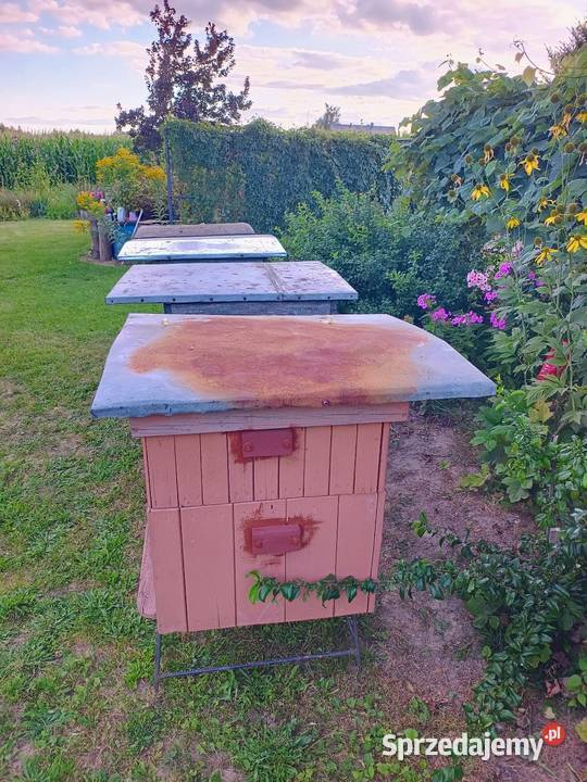 Ule wielkopolskie 12 ramkowe z pełną nadstawką Siostrzytów