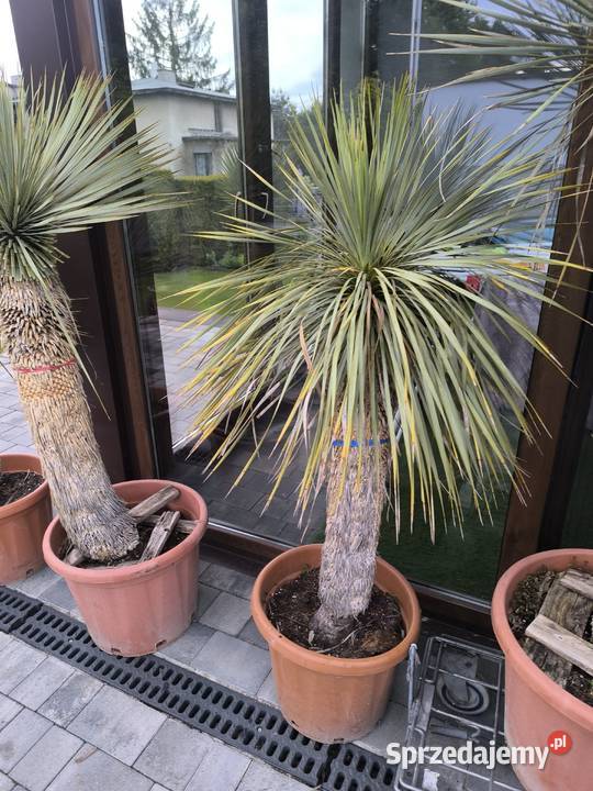 palma yucca rostrata Pszczyna