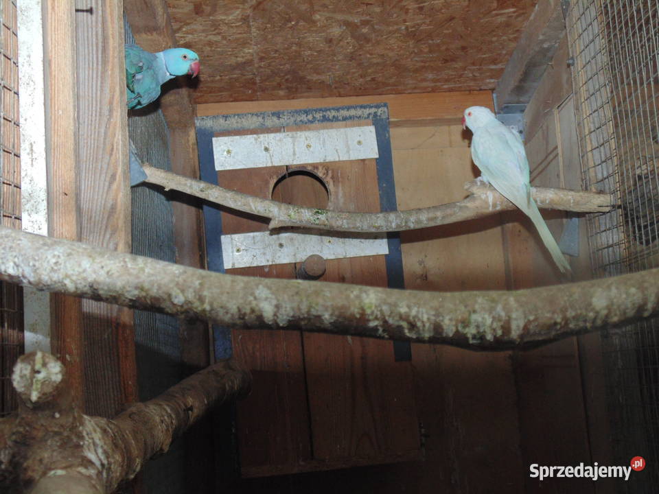 rozela królewska śląskie Racibórz