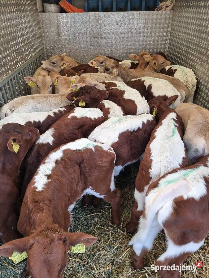 Sprzedaż cieląt mięsnych I mieszańcy waga 70 do
