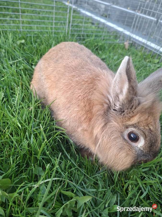 Krolik teddy małopolskie Strzeszyn